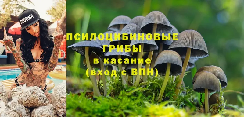 Галлюциногенные грибы Psilocybe  наркошоп  Бронницы 